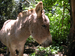 Grisgris, the Rambert donkey